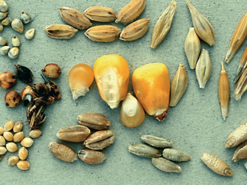 Spor o sobotu a uzdravení v sobotu - záznamy bohoslužeb a promluv z 2.6.2024